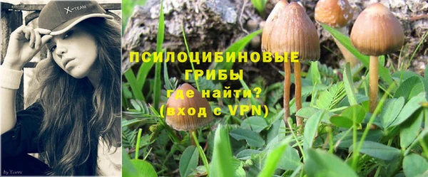 шишки Алзамай